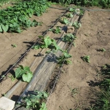 Koliko često zalijevati lubenice na otvorenom polju